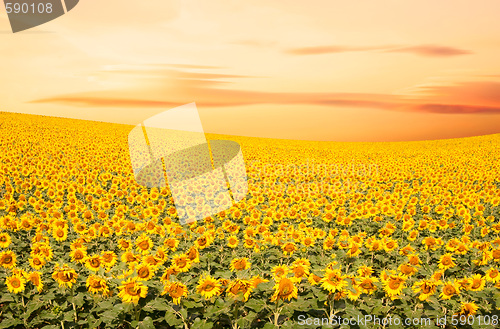 Image of Sunflower Field