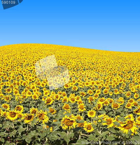 Image of Sunflower Field