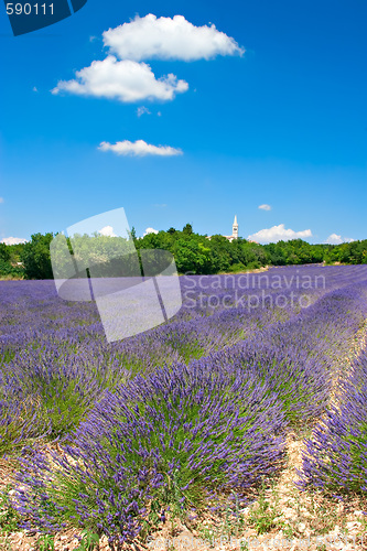 Image of Lavender Field