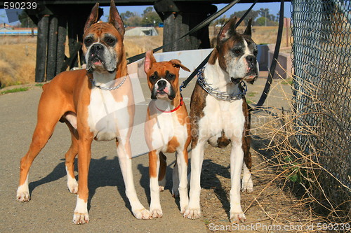 Image of Three Boxer Dogs