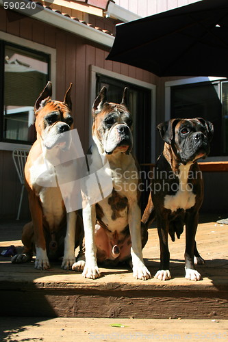 Image of Three Boxer Dogs