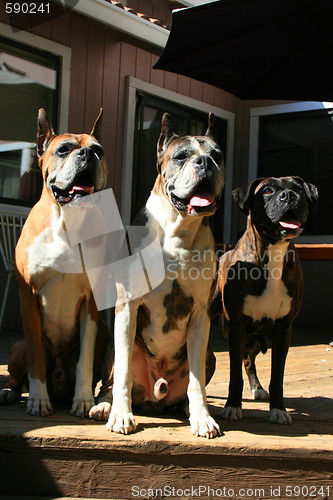 Image of Three Boxer Dogs