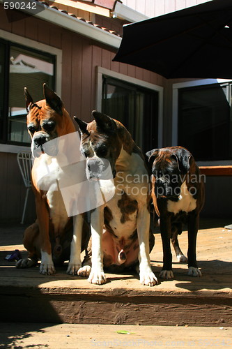 Image of Boxer Dogs Looking Down