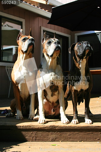 Image of Boxer Dogs Looking Up