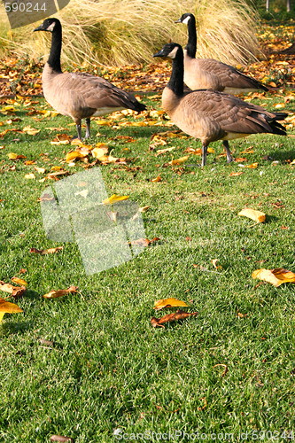 Image of Three Canadian Geese