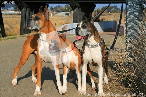 Image of Three Boxer Dogs