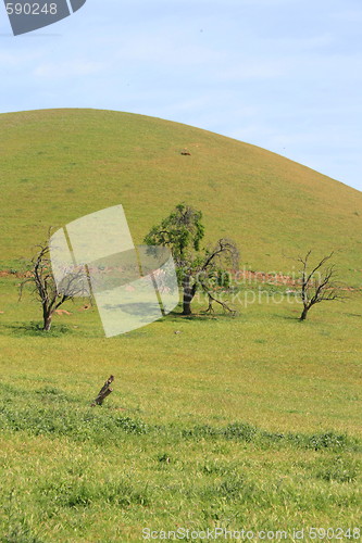 Image of Hilltop With Trees