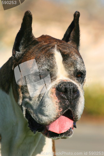 Image of Tired Boxer Dog