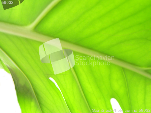 Image of abstract leaf