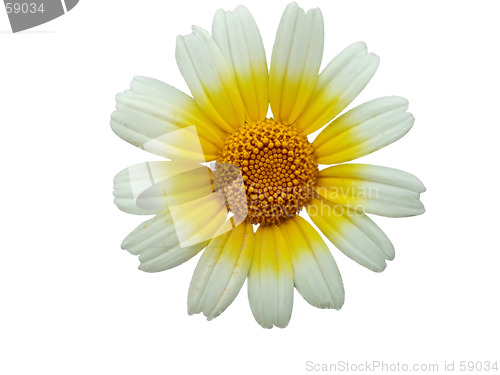 Image of white daisy flower