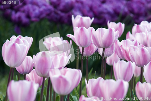 Image of Pink tulips