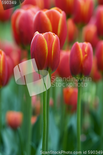 Image of Red tulips