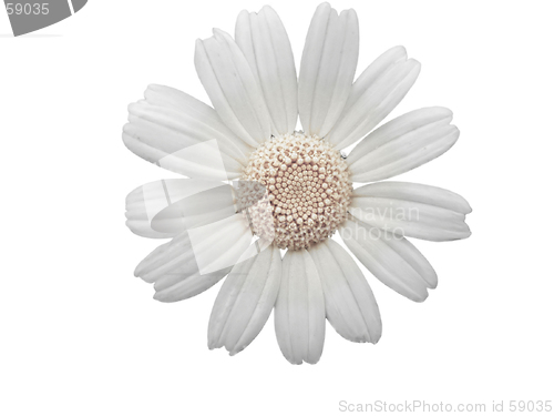 Image of white daisy flower