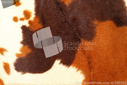 Image of Cowhide