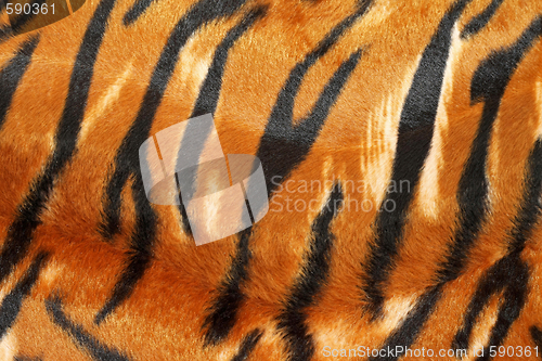 Image of Tiger hide