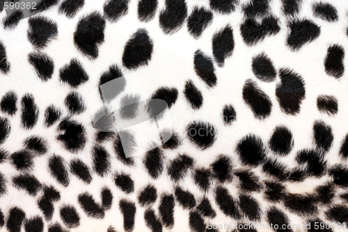 Image of White leopard