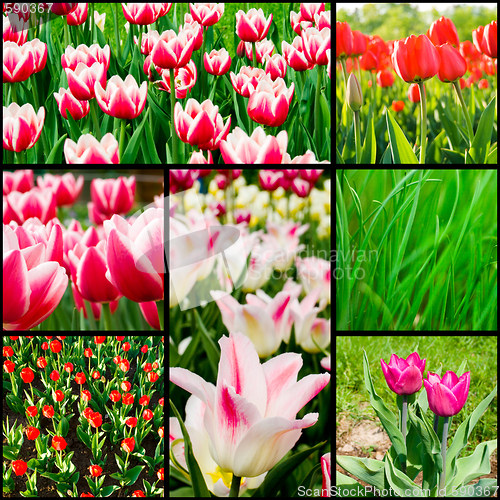 Image of tulips