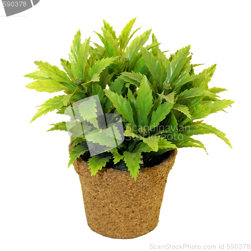 Image of Plant in pot