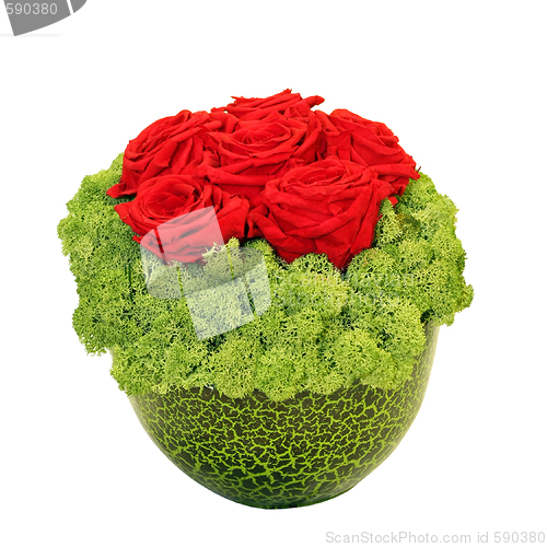 Image of Roses in pot
