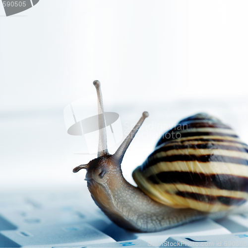 Image of snail on a laptop