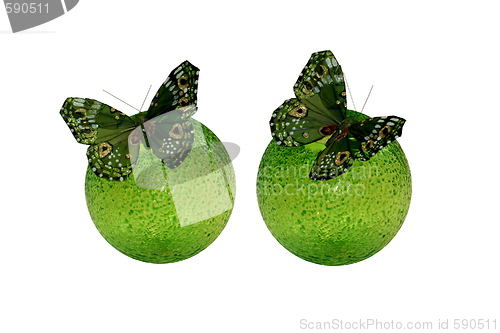 Image of Two butterflies