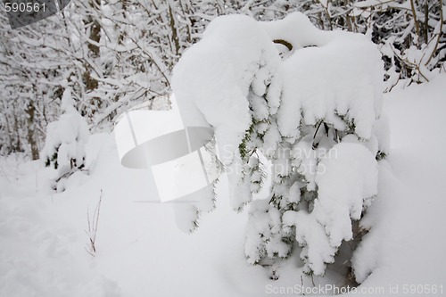 Image of small tree covered in snow