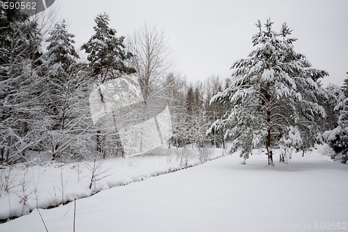 Image of Winter landscape