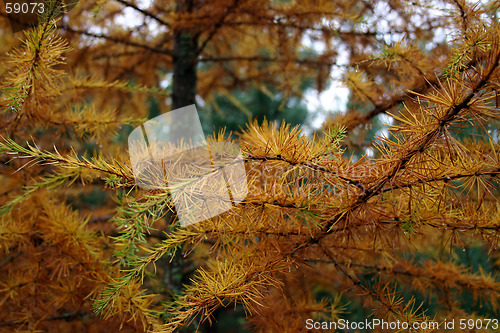 Image of close-up, on a fir