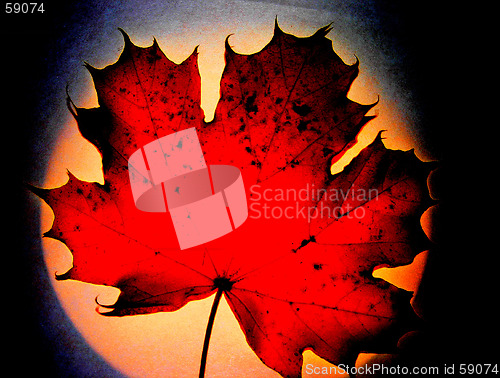 Image of red leaf