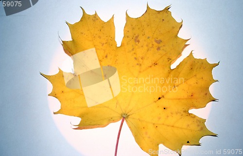 Image of yellow leaf