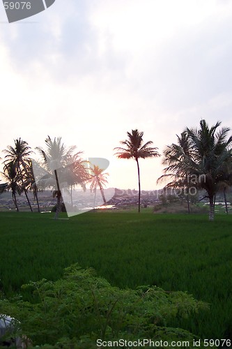 Image of Sunset on rice paddies