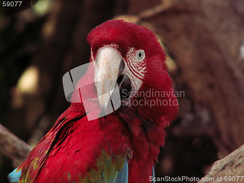 Image of Macaw Stare
