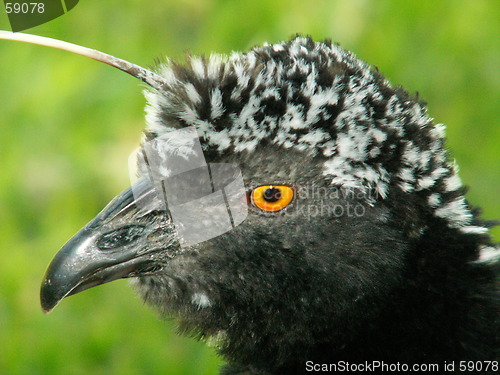 Image of Close up of a Horned Screamer