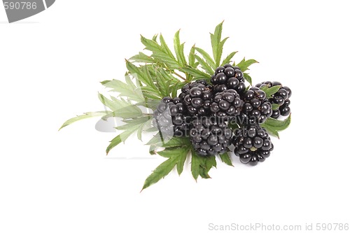 Image of blackberries with green leaves