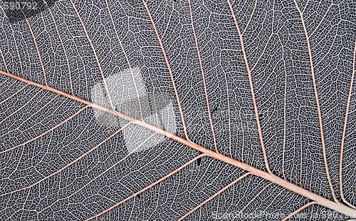 Image of leaf texture