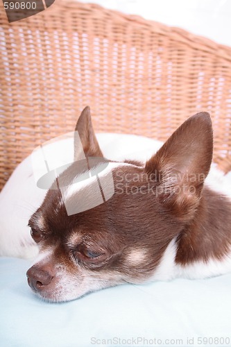 Image of chihuahua