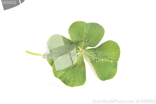 Image of four leaf clover