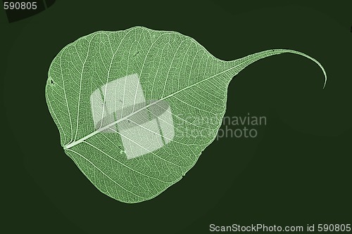 Image of green leaf texture