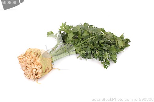 Image of celery