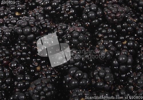 Image of blackberries