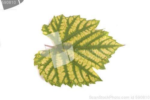 Image of leaf