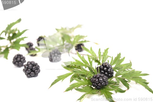 Image of blackberries with green leaves