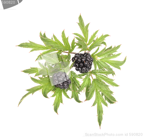 Image of blackberries with green leaves