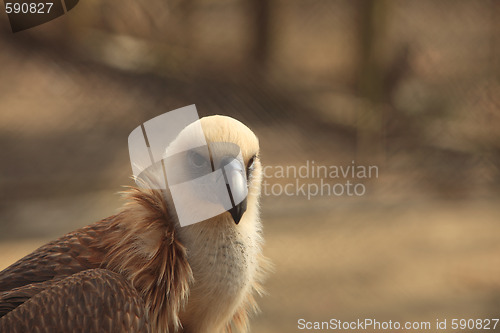 Image of Eagle (Gyps fulvus)