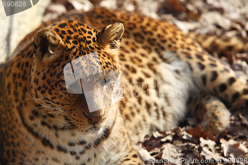 Image of Jaguar