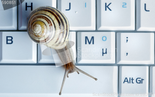 Image of Close up of a snail on a laptop 