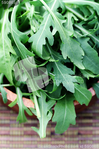 Image of fresh rucola