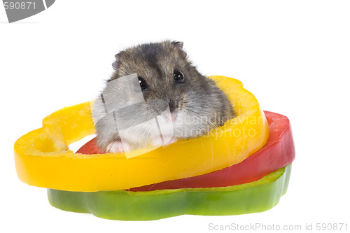 Image of dwarf hamster