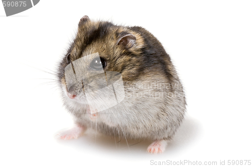 Image of dwarf hamster