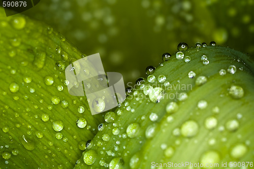 Image of water drops